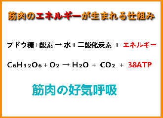 筋肉のエネルギーが生まれる仕組み