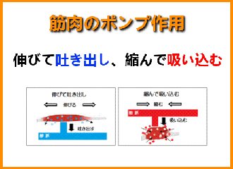 筋肉のポンプ作用図解