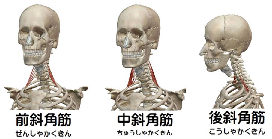 斜角筋の解剖図リンクバナー