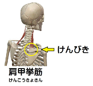 肩甲挙筋の解剖図