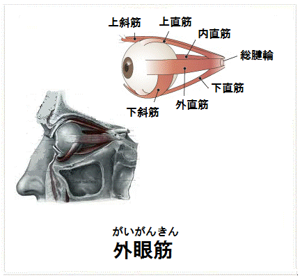 外眼筋の解剖図