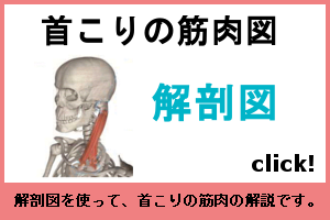 首の筋肉図リンクバナー