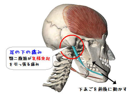 図解(あごを動かすと耳の下の痛み)