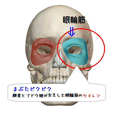 まぶたピクピク(図解)