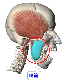 咬筋の解剖図