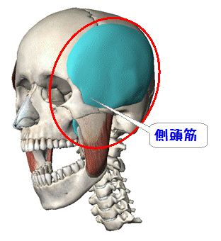 側頭筋の解剖図