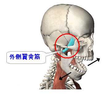 図解（外側翼突筋）