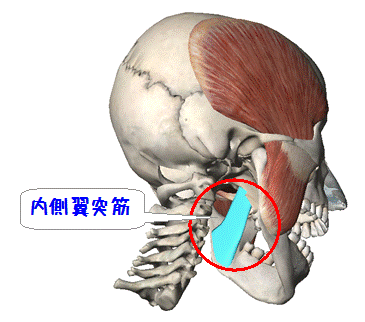 図解（内側翼突筋）