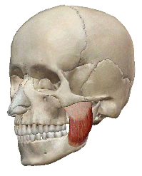 咬筋の解剖図