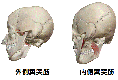 外側翼突筋・内側翼突筋の解剖図