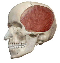 側頭筋の解剖図