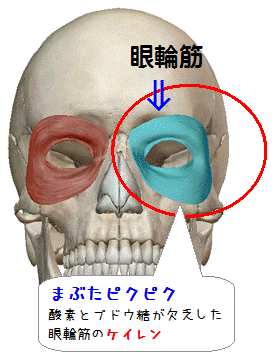 図解(まぶたピクピク)