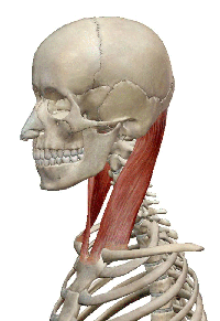 胸鎖乳突筋の解剖図