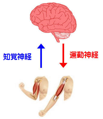 体性神経の図解