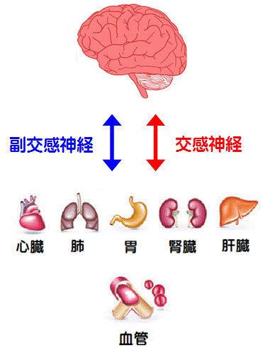 自律神経の図解