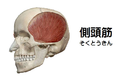 側頭筋の解剖図