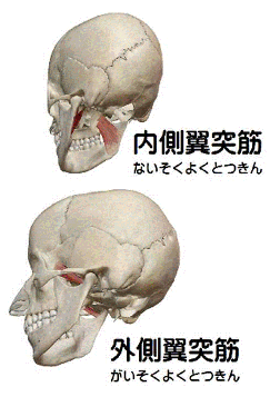 内側翼突筋・外側翼突筋の解剖図