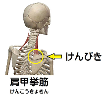 肩甲挙筋の解剖図リンクバナー