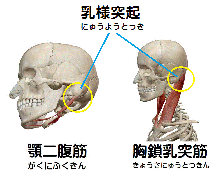 顎二腹筋・胸鎖乳突筋の解剖図リンクバナー