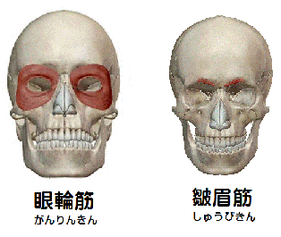 眼輪筋・皺眉筋の解剖図