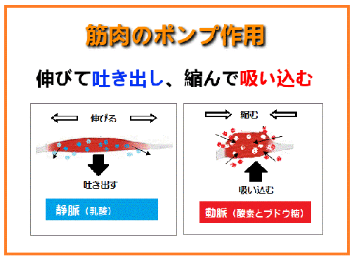 筋肉のポンプ作用（図解）