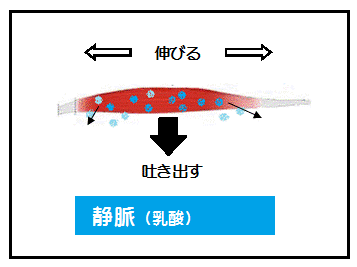 筋肉ポンプ作用の伸びて吐き出しのイメージ