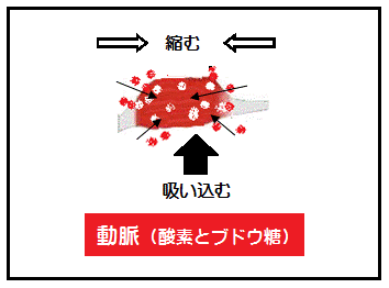 筋肉ポンプ作用の縮んで吸い込むのイメージ