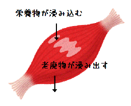細胞の膜透過性(図解)