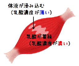浸透圧(図解)